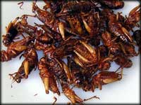 Deep fried crickets - yum!