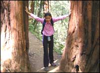 Redwood tree vice