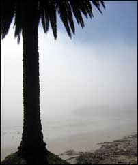 Beach fog