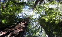 Redwood tops