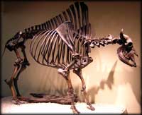 Bison skeleton