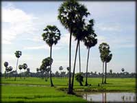 Kompong Cham ricefields