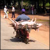 Pig transport by moto