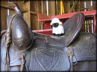 Henry in the saddle