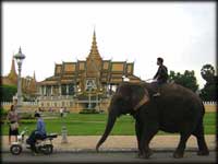Elephantine transport