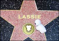 Lassie's star