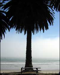 Palm tree Refugia